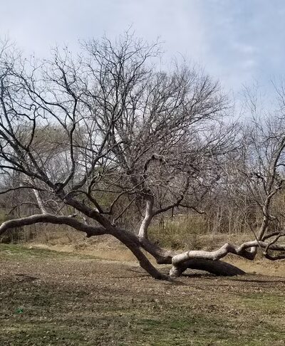 Ed K Collett Park - Fort Worth, TX