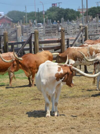 Hulen Meadows Park - Fort Worth, TX