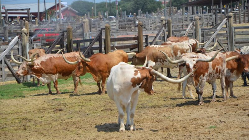 Hulen Meadows Park - Fort Worth, TX