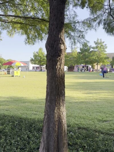 Magnolia Green - Fort Worth, TX