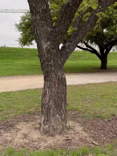 Trinity Park - Fort Worth, TX