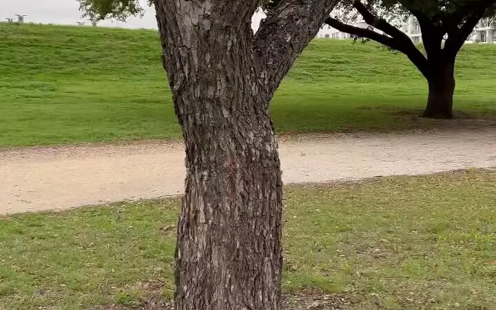 Trinity Park - Fort Worth, TX