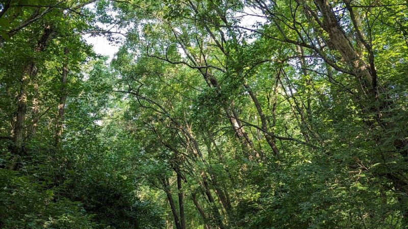 Public Service Park at Banklick Creek - Fort Wright, KY