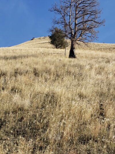 Spring Basin Wilderness - Fossil, OR