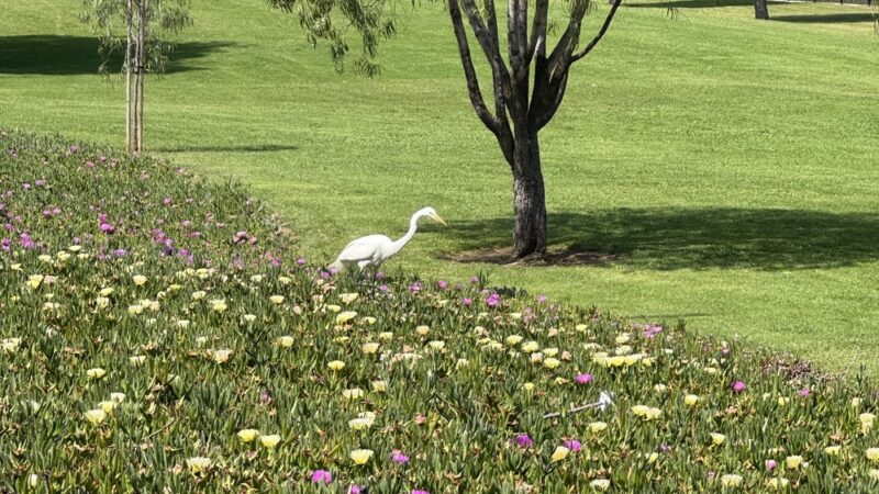 Fulton Park - Fountain Valley, CA