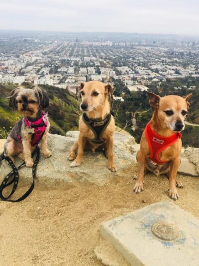 Four Happy Paws LA - ,