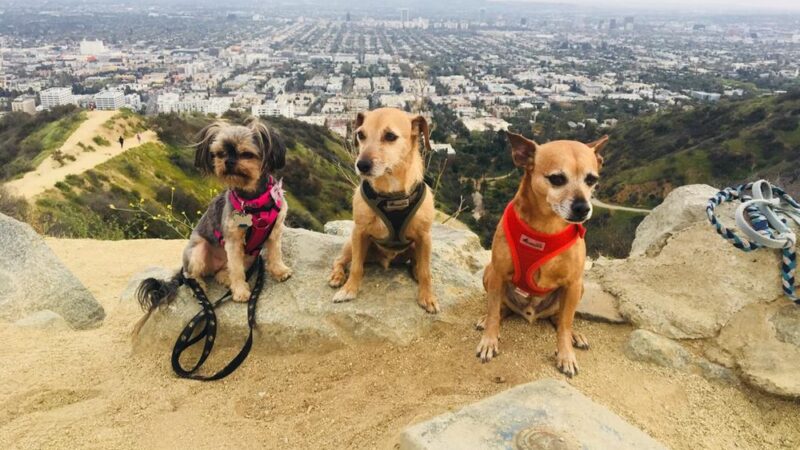 Four Happy Paws LA - ,