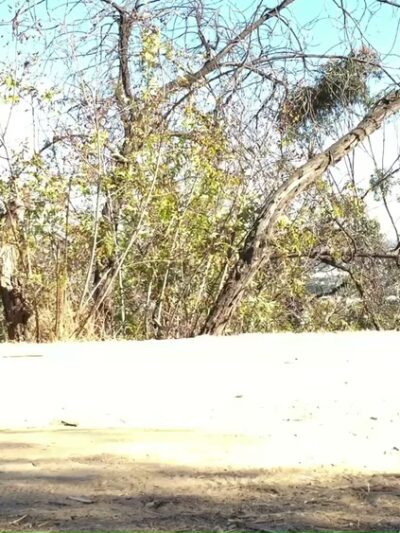 Four Happy Paws LA - ,