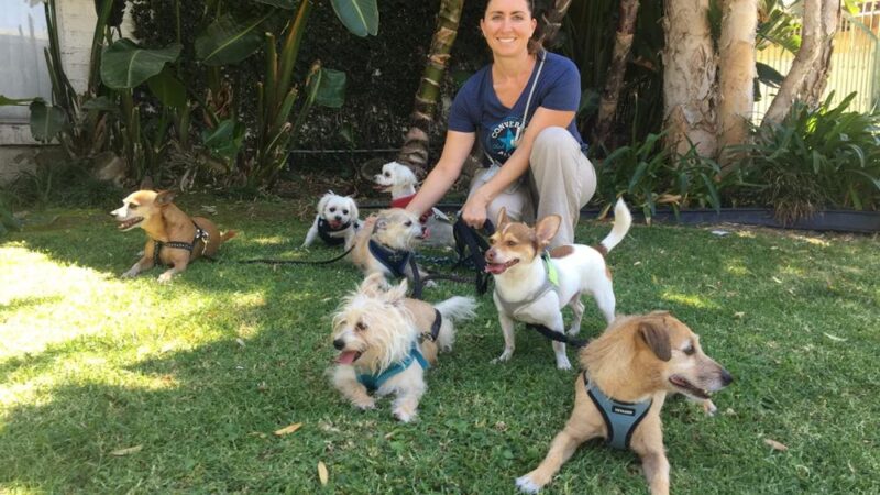 Four Happy Paws LA - ,
