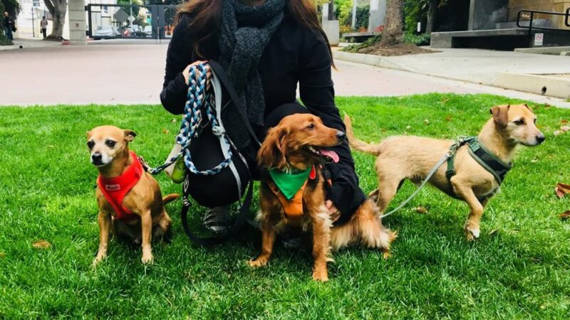 Four Happy Paws LA - ,