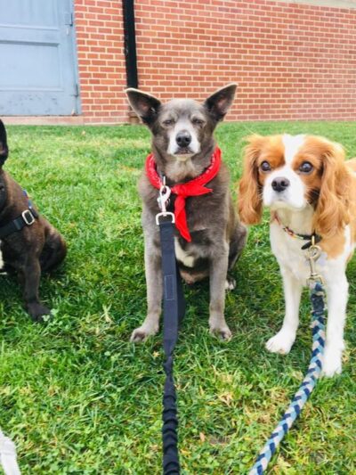 Four Happy Paws LA - ,