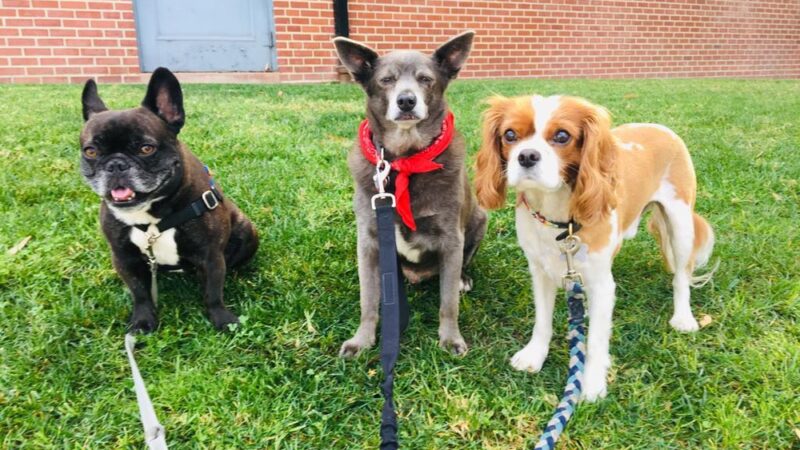 Four Happy Paws LA - ,