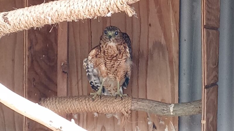 Howell Woods Environmental Learning Center - Four Oaks, NC