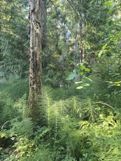 Fox Island Nature Center - Fox Island, WA