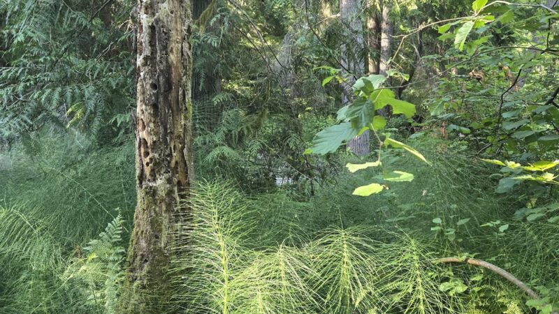 Fox Island Nature Center - Fox Island, WA