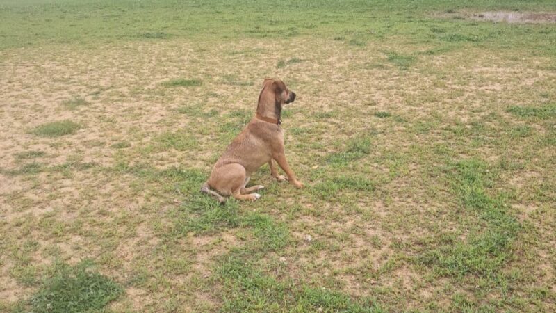 Fox Lake Dog Park - Fox Lake, WI