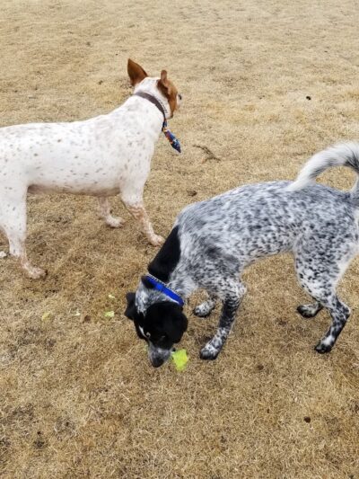 FE Warren AFB Dog Park - Francis E. Warren AFB, WY