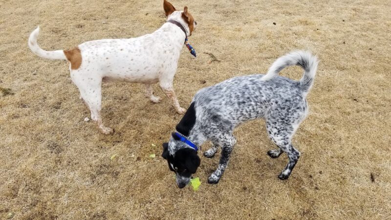 FE Warren AFB Dog Park - Francis E. Warren AFB, WY