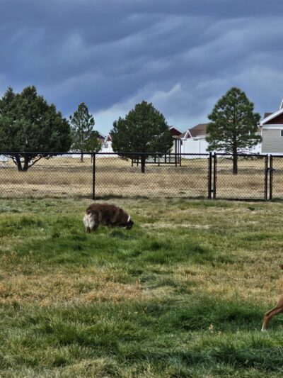 FE Warren AFB Dog Park - Francis E. Warren AFB, WY