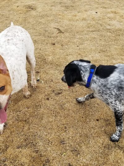 FE Warren AFB Dog Park - Francis E. Warren AFB, WY