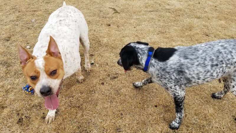 FE Warren AFB Dog Park - Francis E. Warren AFB, WY