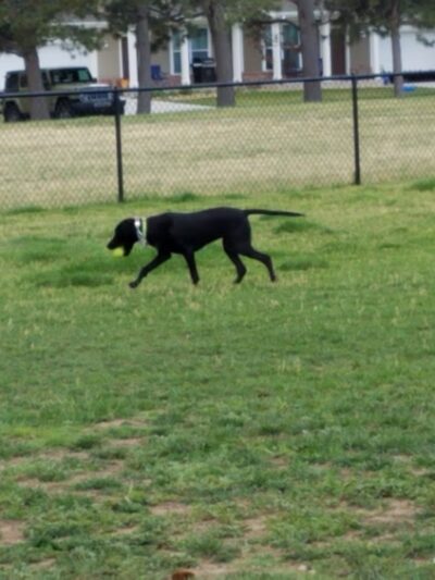 FE Warren AFB Dog Park - Francis E. Warren AFB, WY