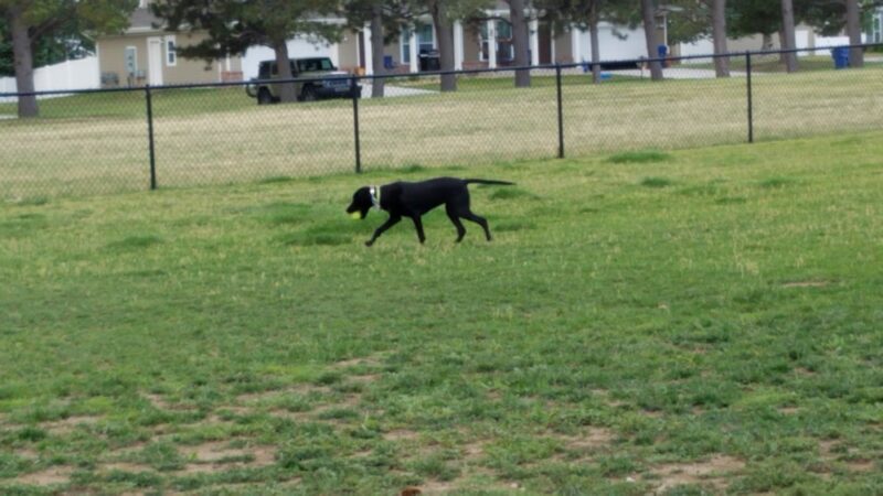 FE Warren AFB Dog Park - Francis E. Warren AFB, WY