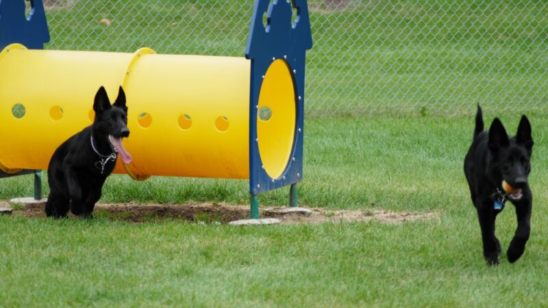 Memorial Park Dog Park (Hund Platz) - Frankenmuth, MI