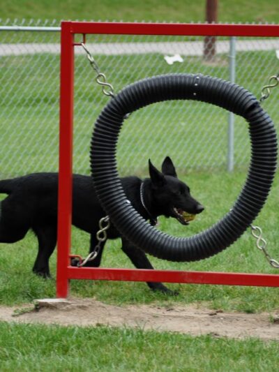 Memorial Park Dog Park (Hund Platz) - Frankenmuth, MI