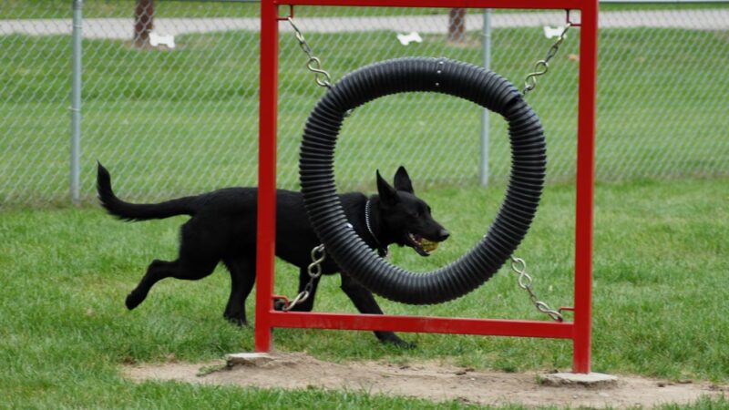 Memorial Park Dog Park (Hund Platz) - Frankenmuth, MI