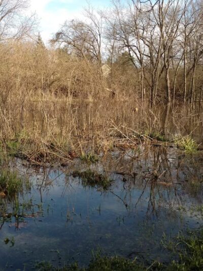 Butternut Creek Woods Park - Frankfort, IL