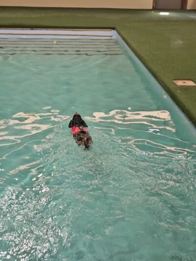 Club K9 at the Ranch - Frankfort, IL