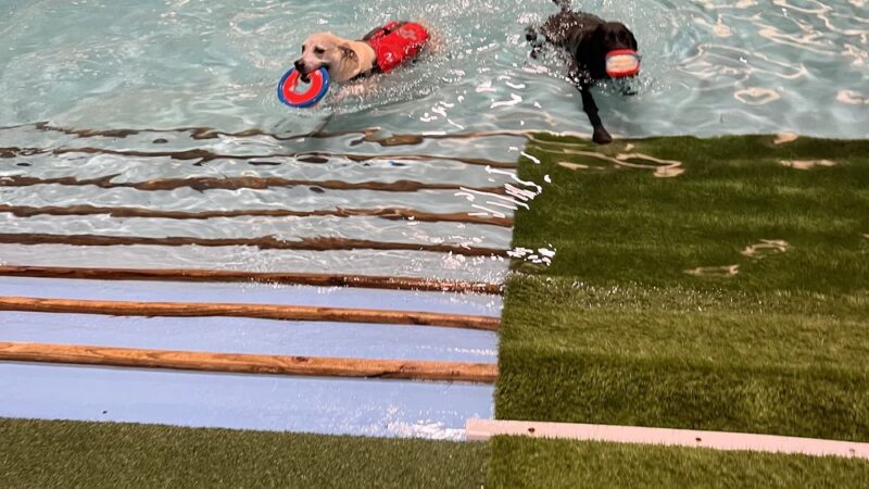 Club K9 at the Ranch - Frankfort, IL