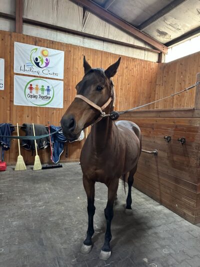 Club K9 at the Ranch - Frankfort, IL