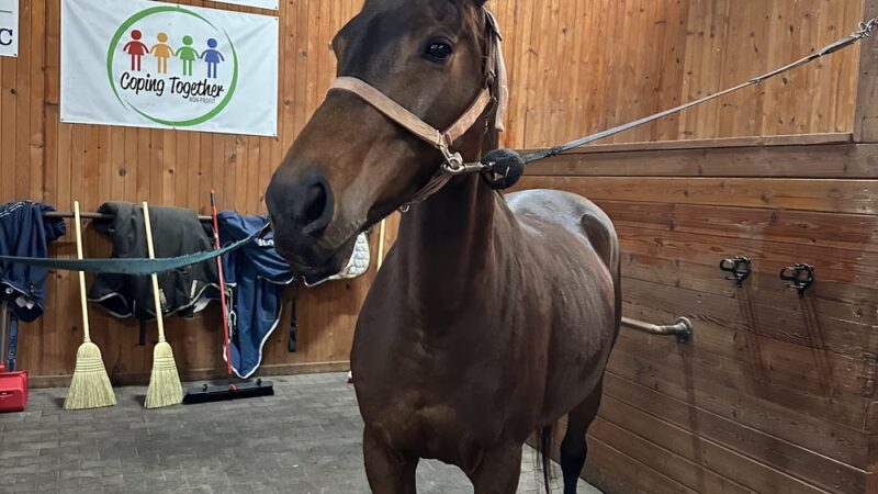 Club K9 at the Ranch - Frankfort, IL