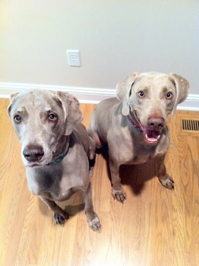 DogGone Running - Frankfort, IL