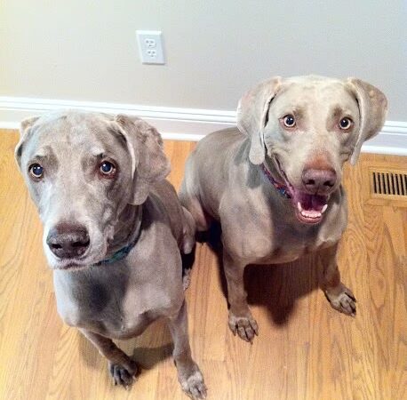 DogGone Running - Frankfort, IL