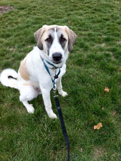 DogGone Running - Frankfort, IL