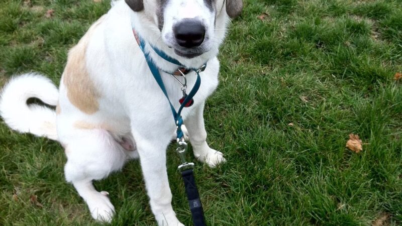 DogGone Running - Frankfort, IL