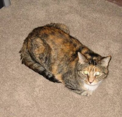 DogGone Running - Frankfort, IL