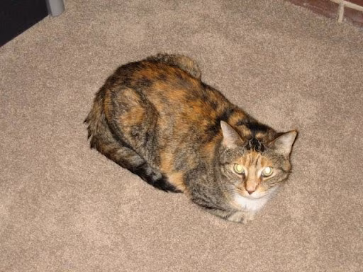 DogGone Running - Frankfort, IL