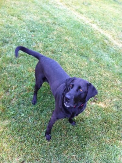 DogGone Running - Frankfort, IL