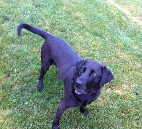 DogGone Running - Frankfort, IL