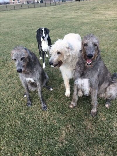 DogGone Running - Frankfort, IL