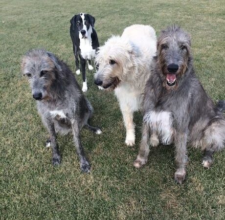 DogGone Running - Frankfort, IL