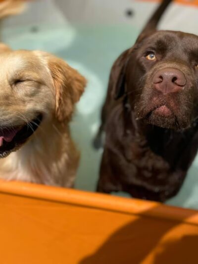 K9 Tailshakers - Frankfort, IL