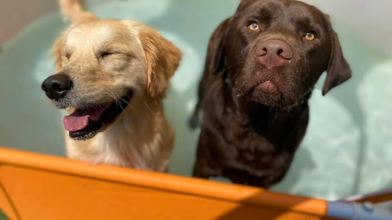 K9 Tailshakers - Frankfort, IL