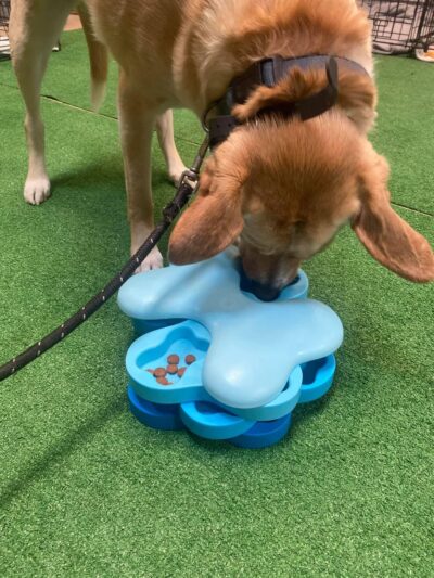 K9 Tailshakers - Frankfort, IL