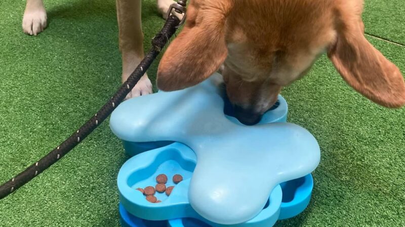 K9 Tailshakers - Frankfort, IL