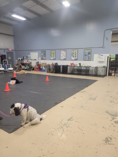 K9 Tailshakers - Frankfort, IL